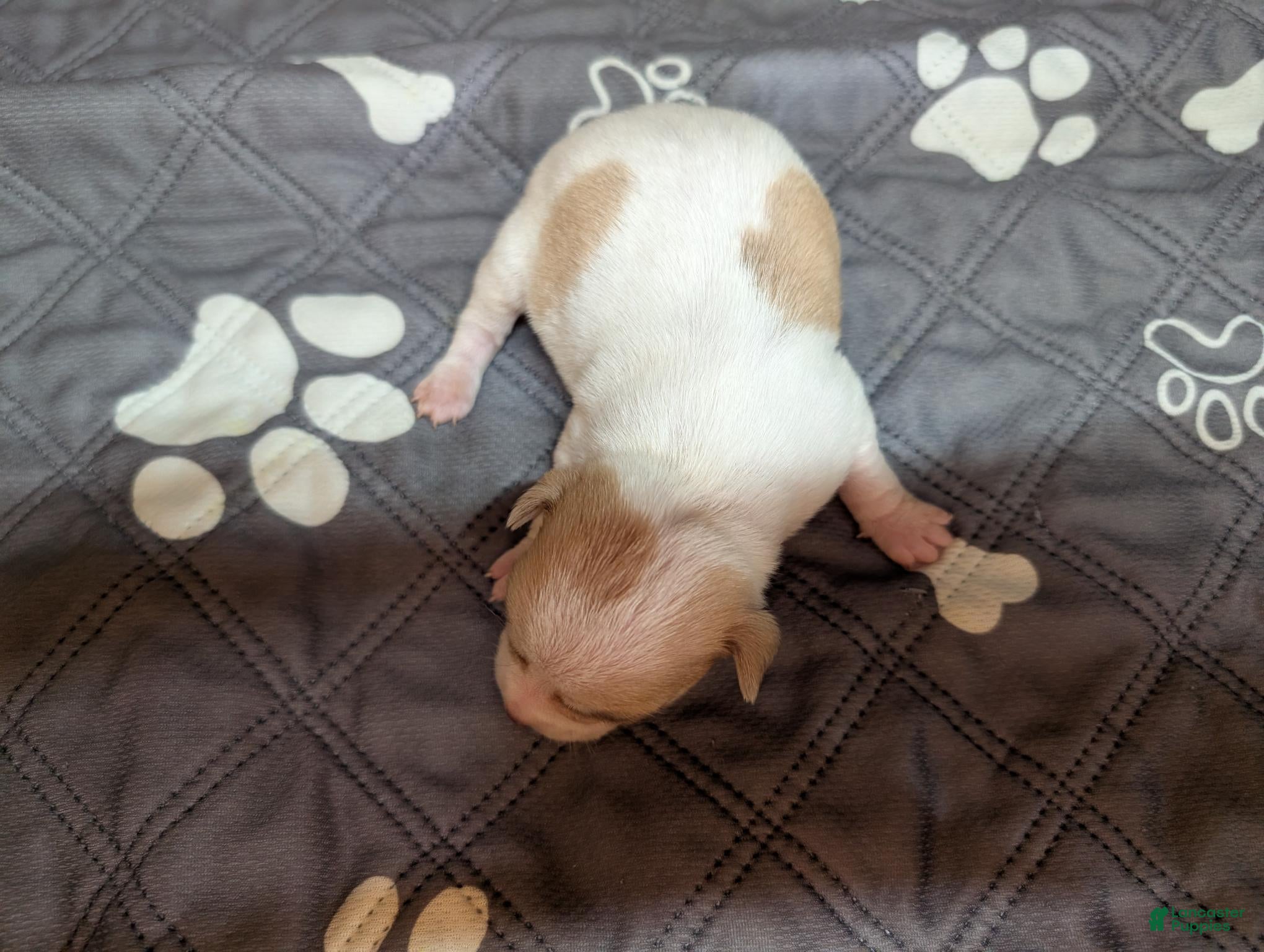 Chihuahua dogs Aimee - Ad 26