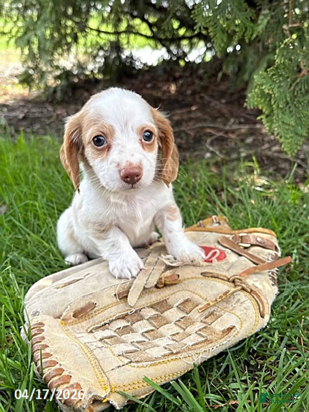 Dachshund dogs for sale: Willow - Ad 1