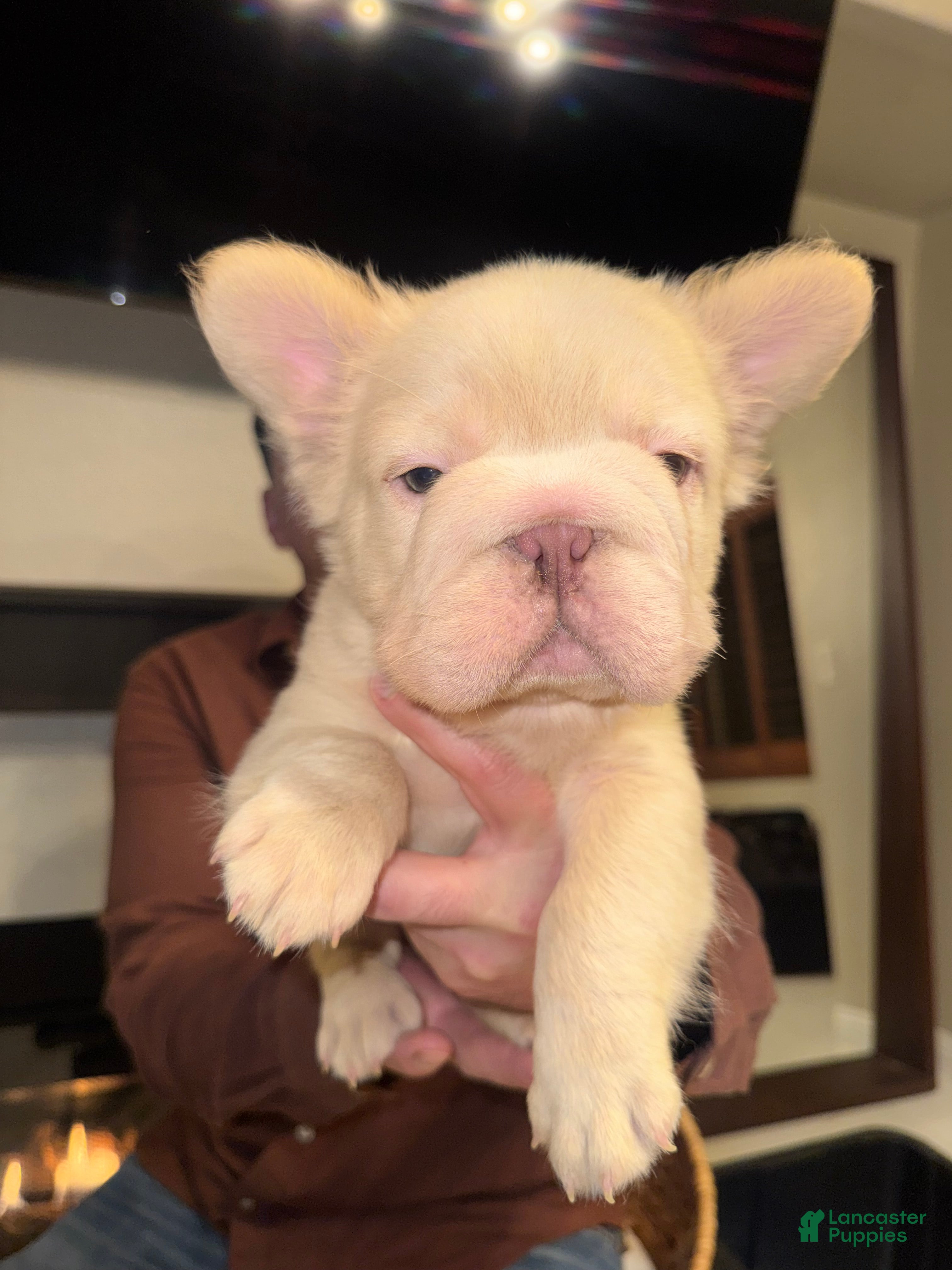 French Bulldog dogs Gatsby - Ad 1