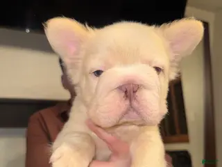 French Bulldog dogs Gatsby - Ad 1