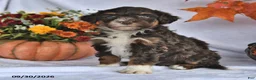 Bernedoodle dogs for sale: Jenny - Ad 4