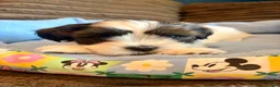 Teddy Bear dogs for sale: Teddy Bear 1 - Ad 3