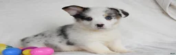 Welsh Corgi Pembroke dogs for sale: Snow White - Ad 1