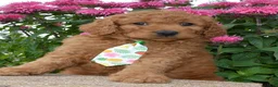 Mini Goldendoodle dogs for sale: Mini Gus - Ad 16