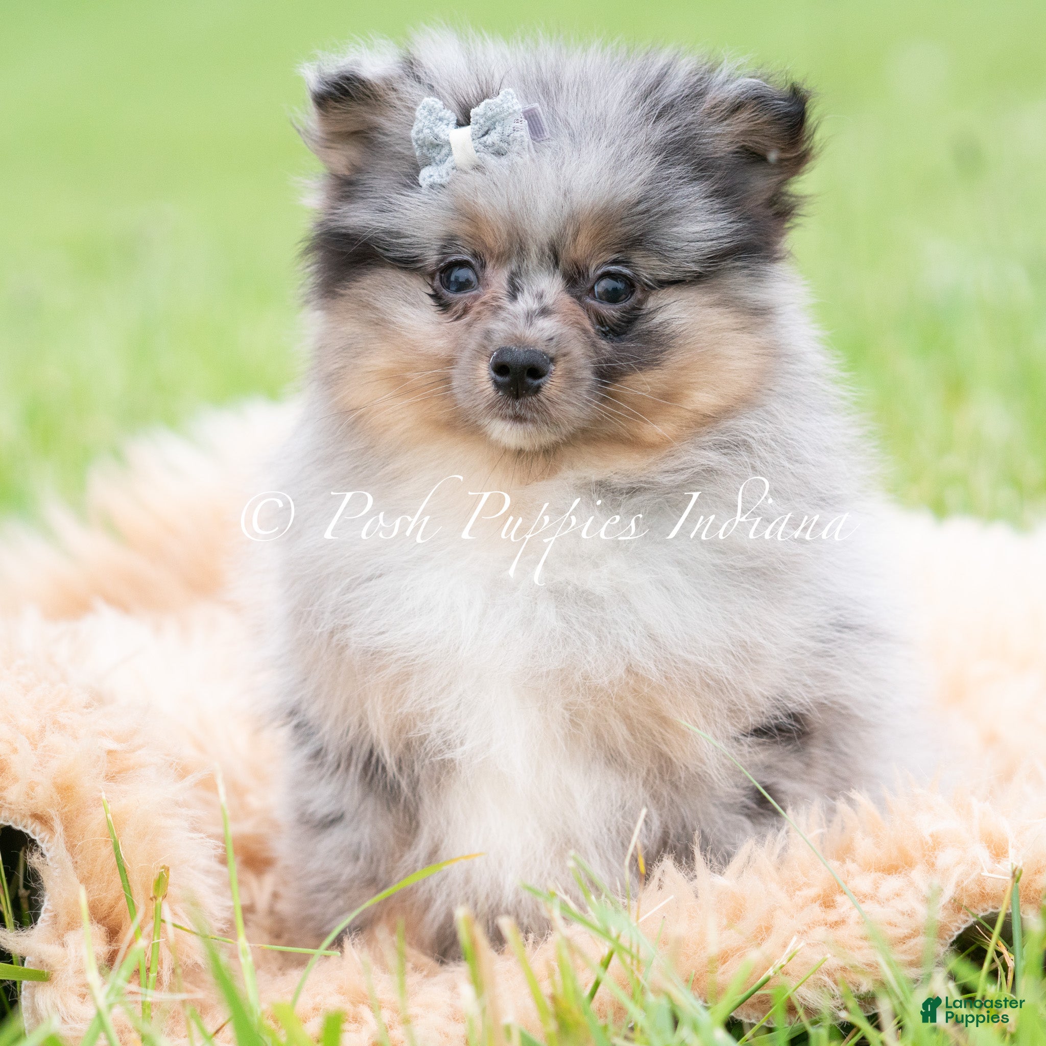 Pomeranian dogs for sale: Cullen AKC - Ad 3