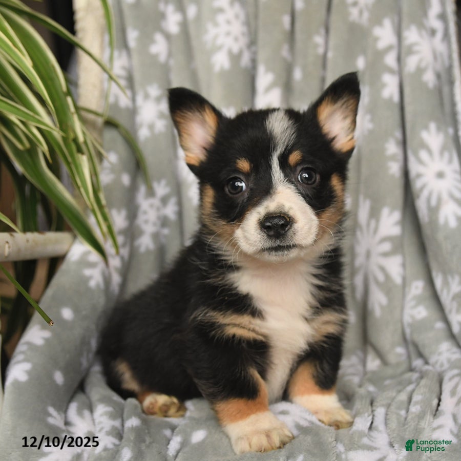 Welsh Corgi Pembroke dogs Chocolate - Ad 3