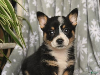 Welsh Corgi Pembroke dogs Chocolate - Ad 7