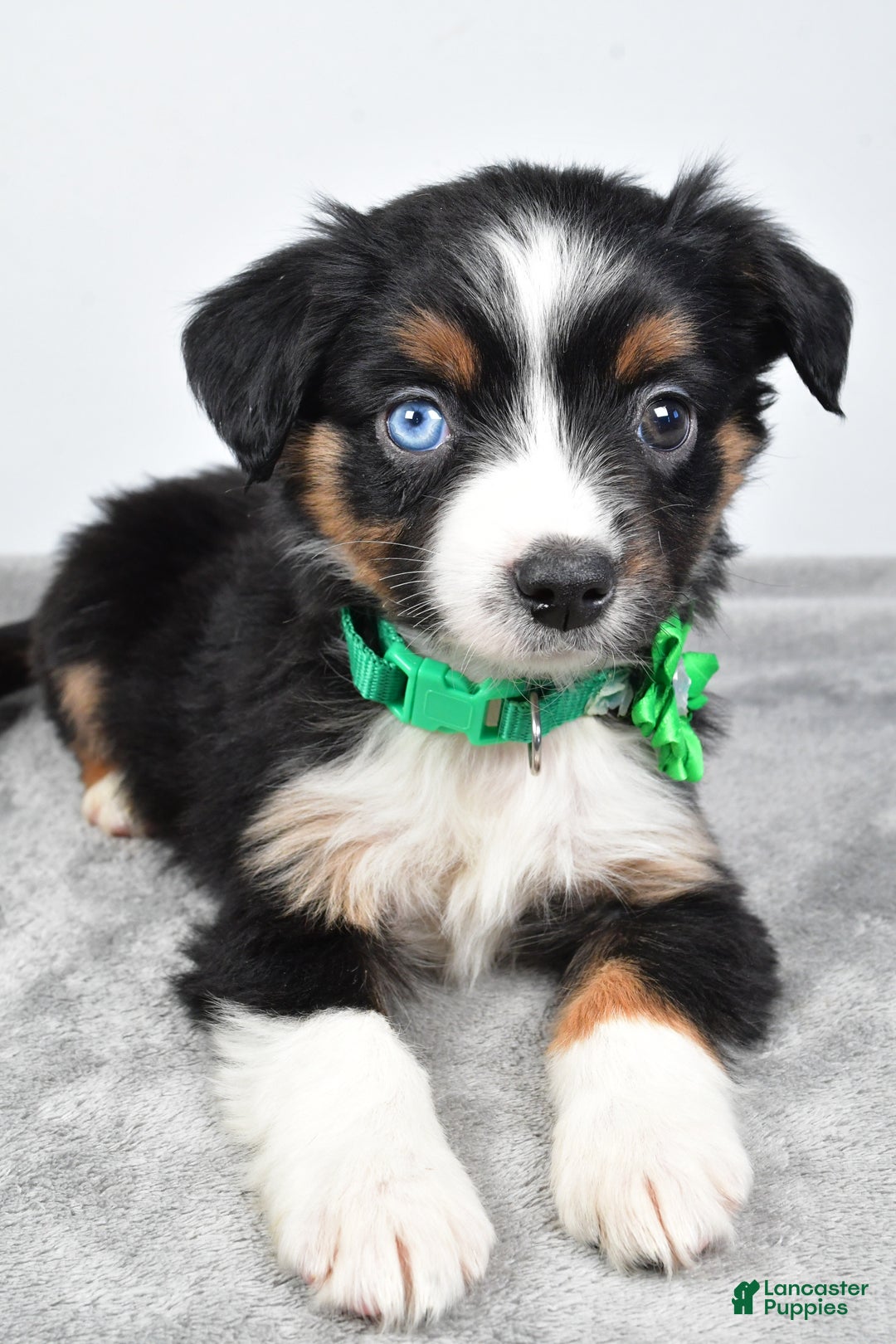 Miniature Australian Shepherd dogs for sale: Olive - Ad 11