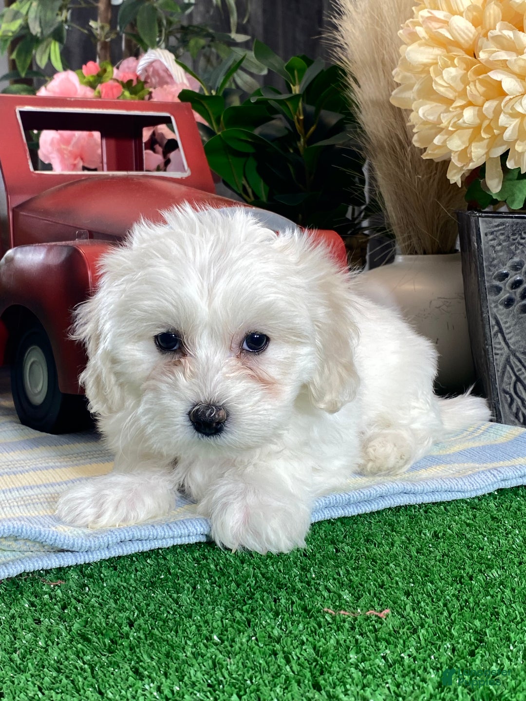 Mixed Breed dogs for sale: Angel - Ad 3