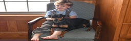 Miniature Pinscher dogs for sale: Texas - Ad 4