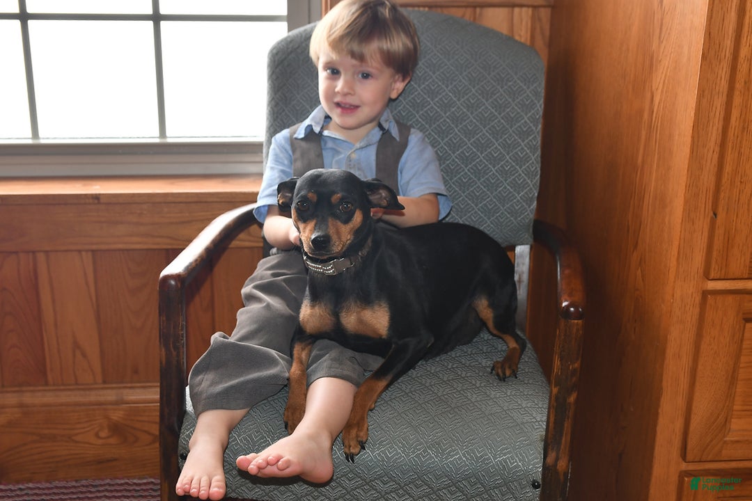 Miniature Pinscher dogs for sale: Texas - Ad 4