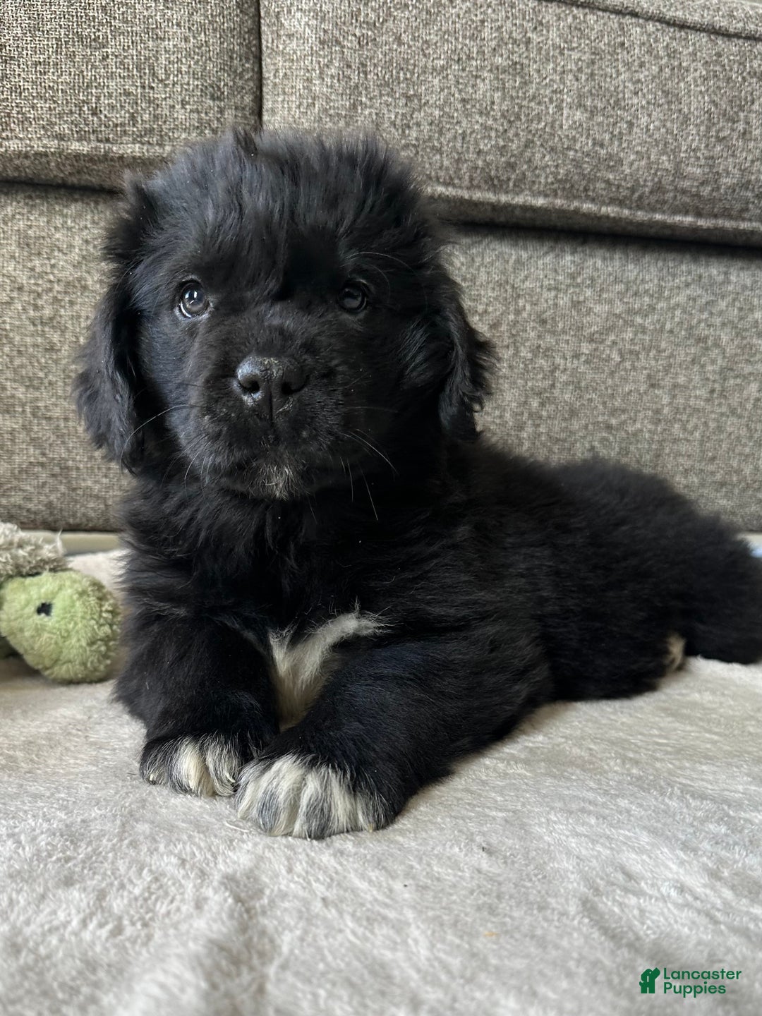 Newfoundland dogs for sale: OFA,AKC,CH, “Raine”  - Ad 3