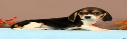 Beagle dogs for sale: Debbie - Ad 2