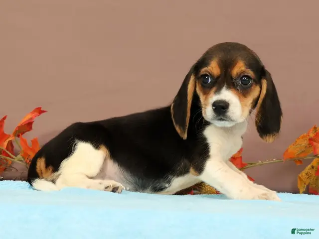 Beagle dogs for sale: Debbie - Ad 2