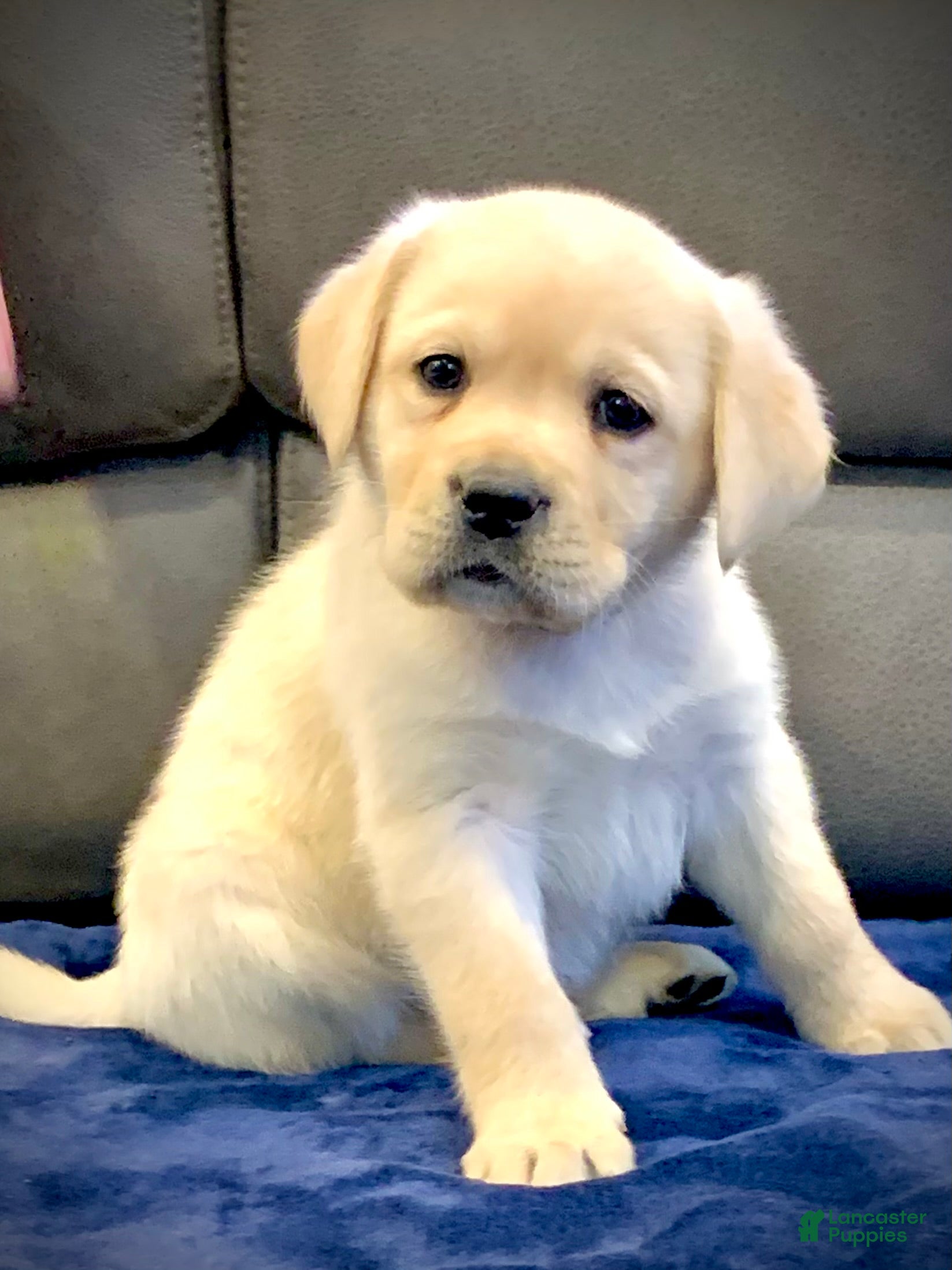 Labrador Retriever dogs Atlas - Ad 12