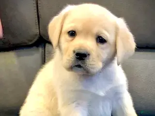 Labrador Retriever dogs Atlas - Ad 12