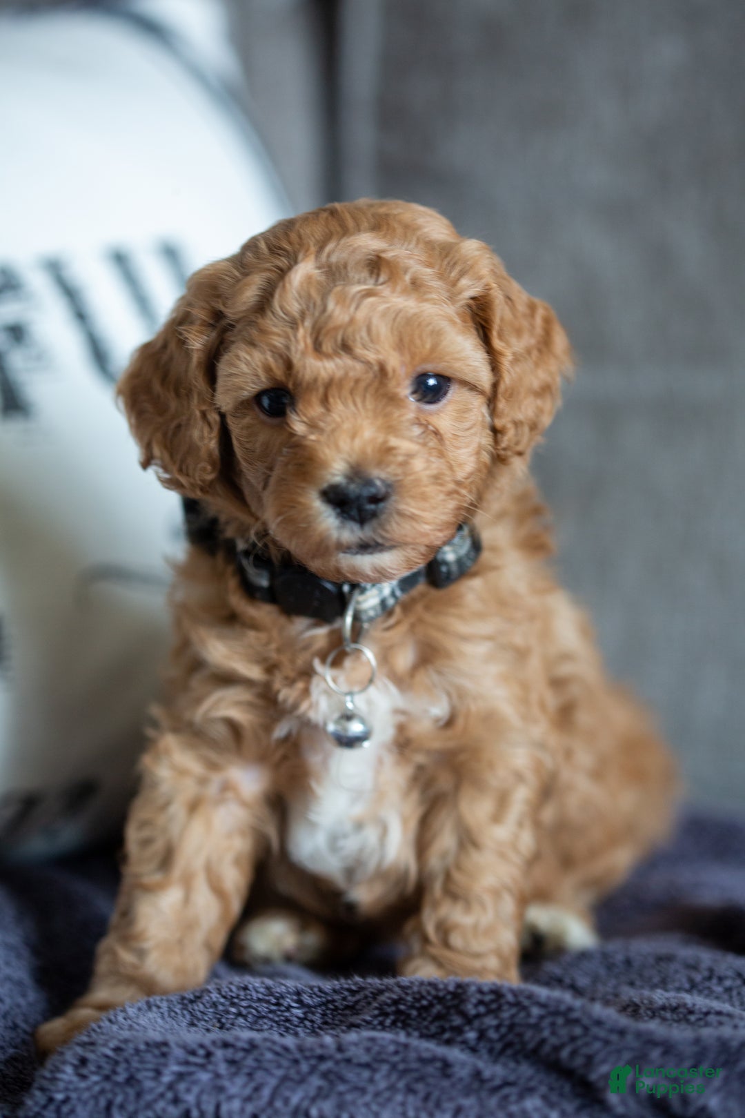 Mini Goldendoodle dogs for sale: Mini Goldendoodle Puppy 3 - Ad 7