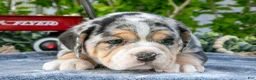Beabull dogs for sale: Josie - Ad 3