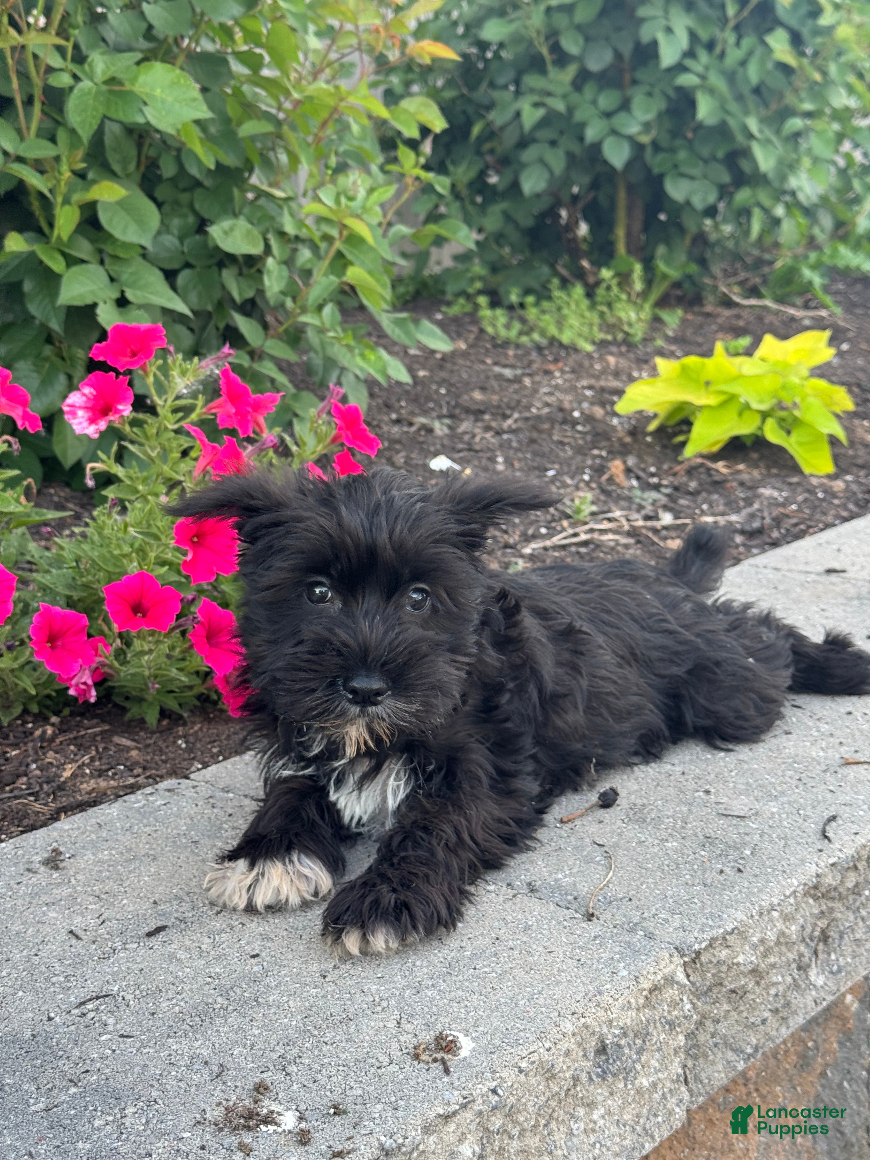 Miniature Schnauzer dogs Midnight 🦚 - Ad 41