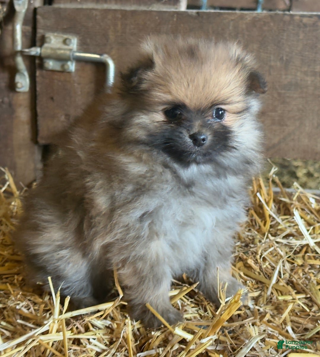 Pomeranian dogs for sale: Ellis - Ad 4