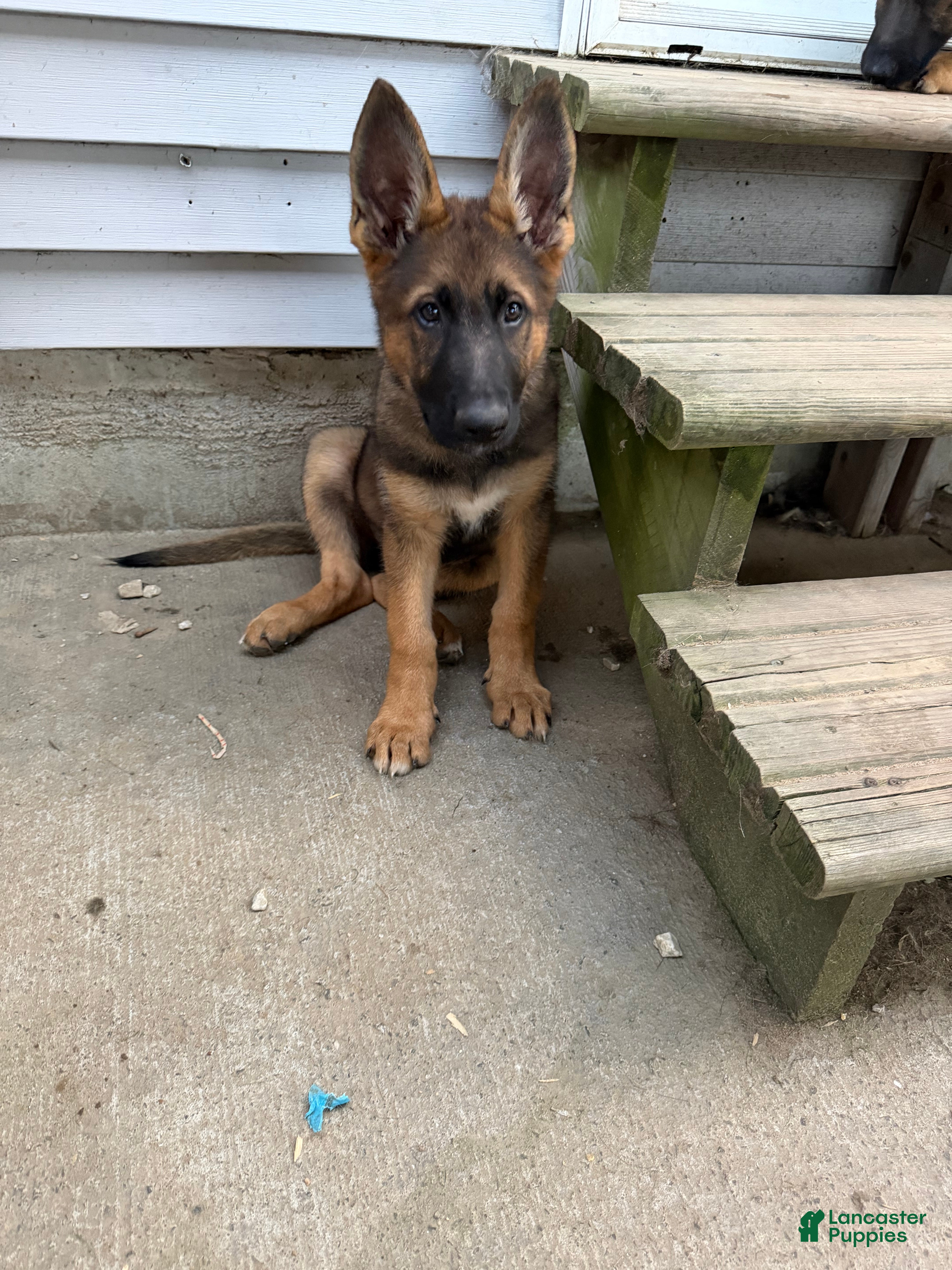 German Shepherd dogs Orange - Ad 24
