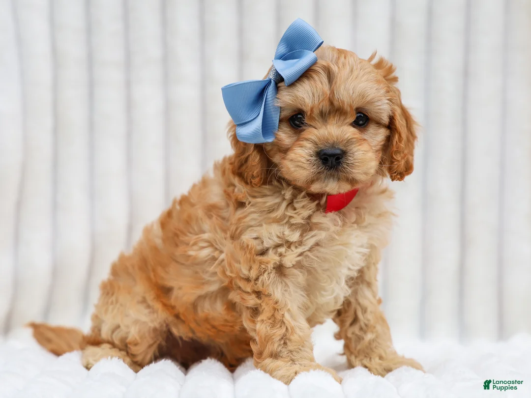 Cavapoo dogs for sale: Rex Cavapoo Pup - Ad 1
