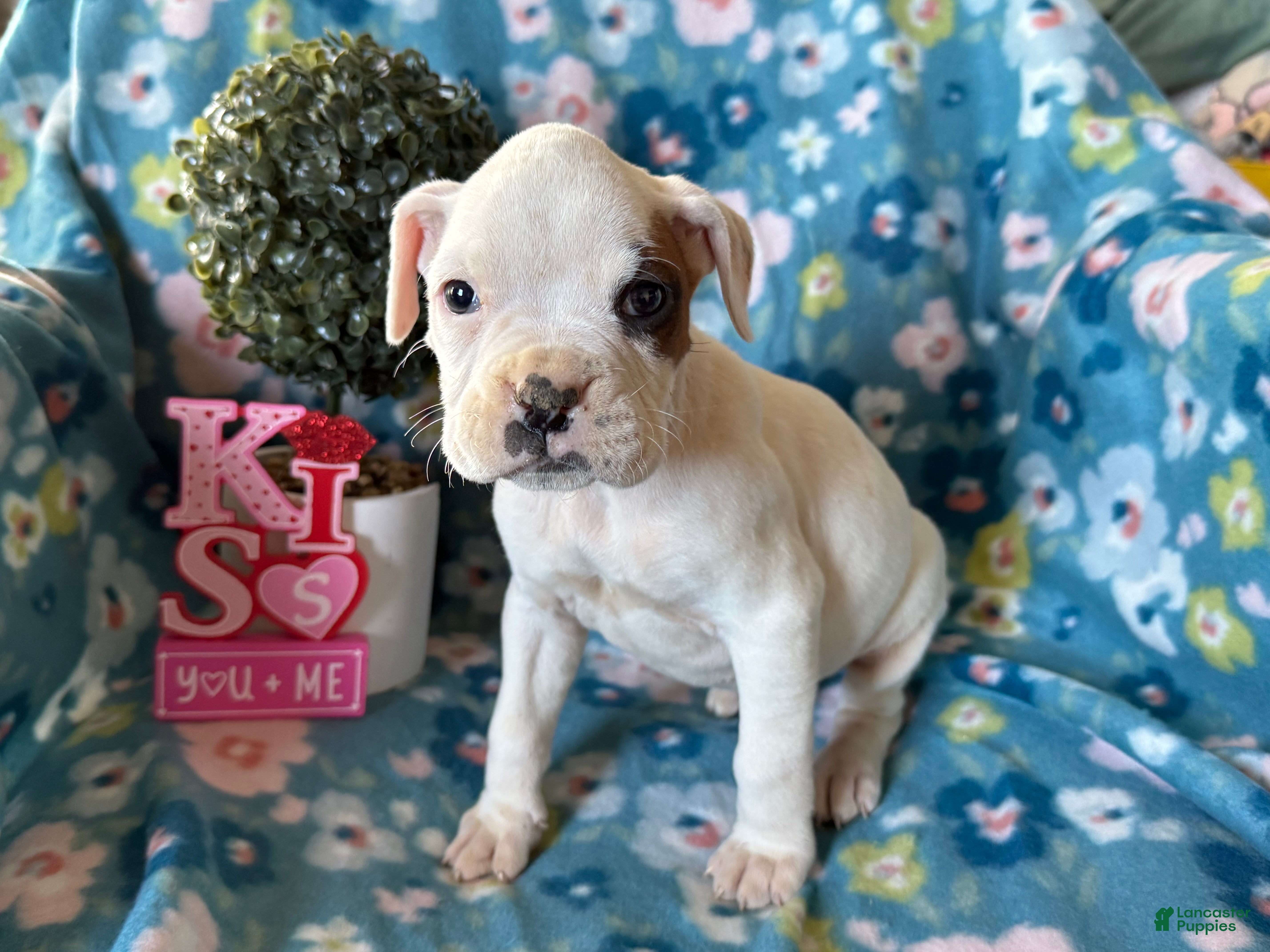 Boxer dogs Sunny  - Ad 16