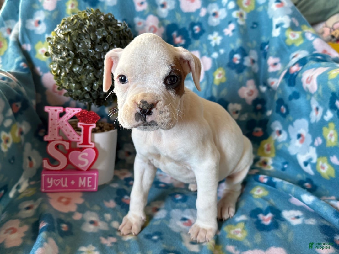 Boxer dogs for sale: Sunny  - Ad 1