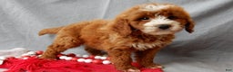 Mini Goldendoodle dogs for sale: Rusty - Ad 2