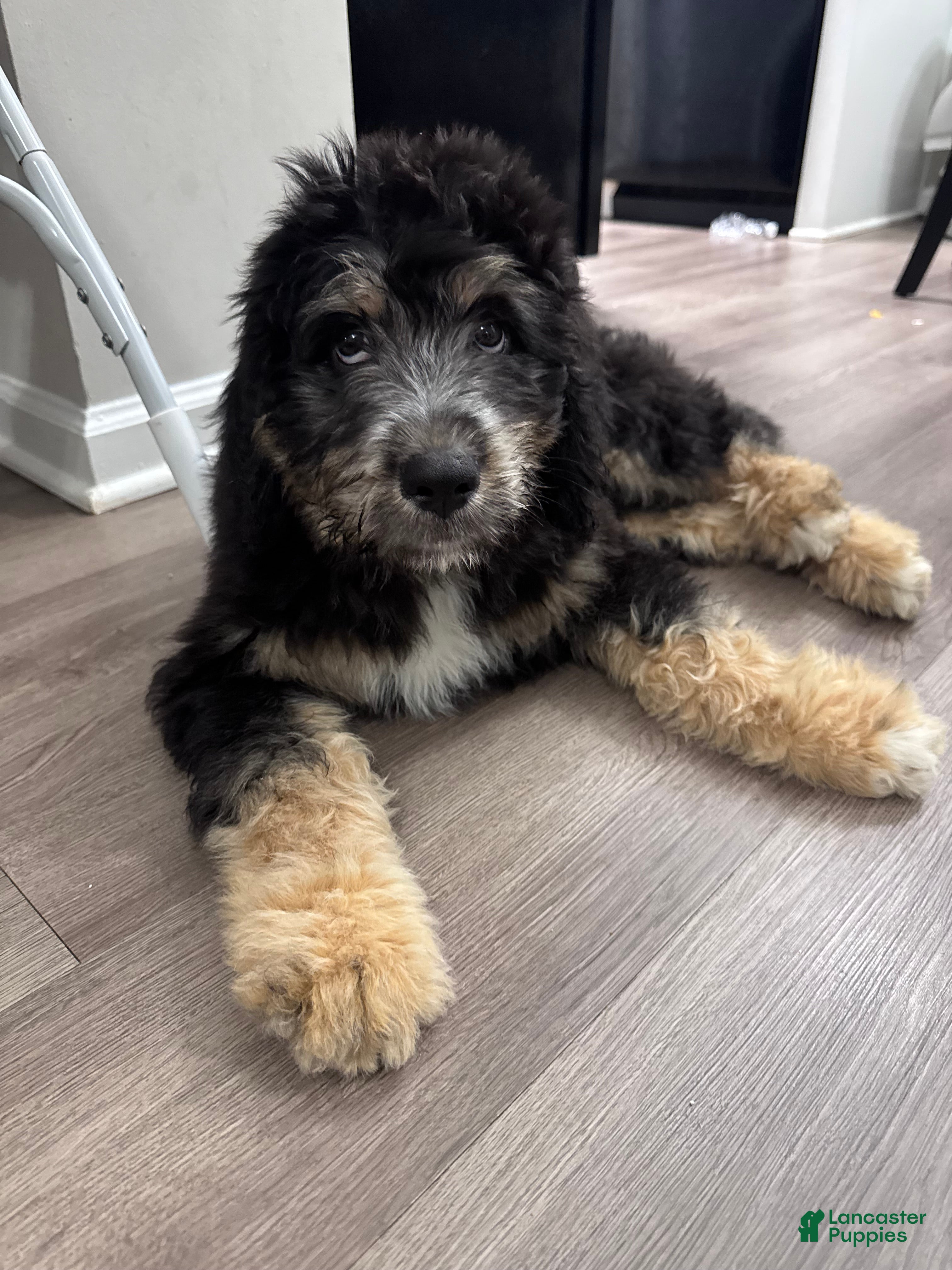 Aussiedoodle dogs Jax - Ad 1