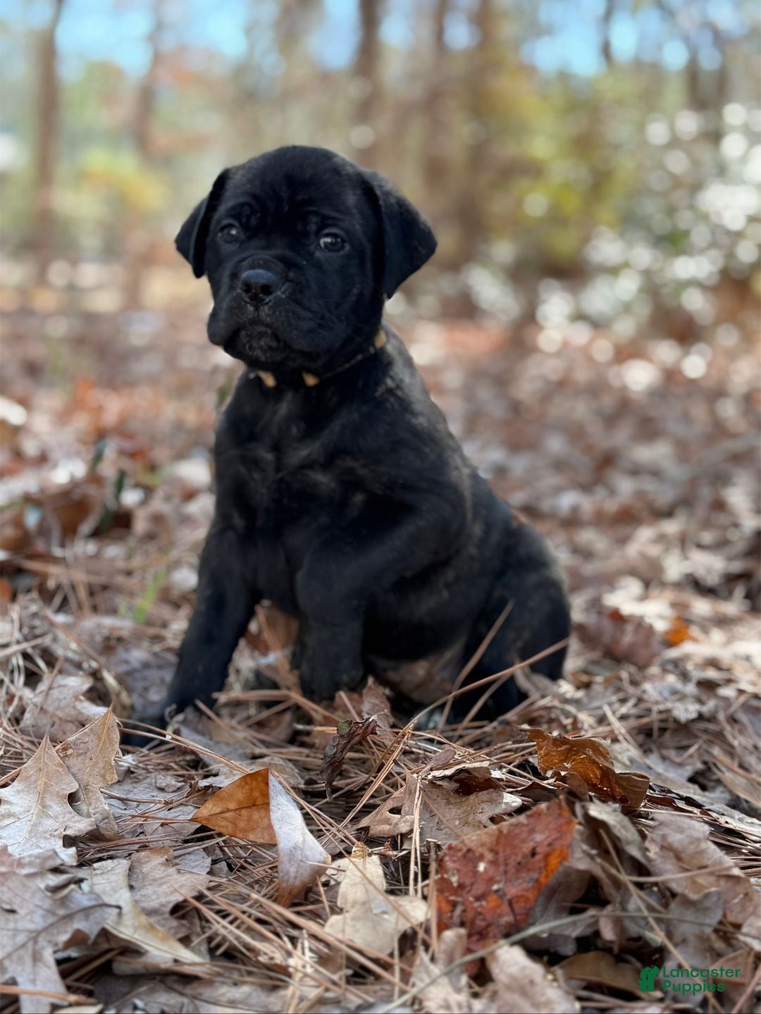 Cane Corso dogs Hermes  - Ad 24