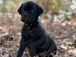 Cane Corso dogs Hermes - Ad 24