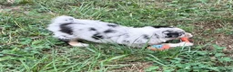 Australian Shepherd dogs for sale: Wade - Ad 12