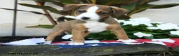 Mixed Breed dogs for sale: Russel - Ad 3