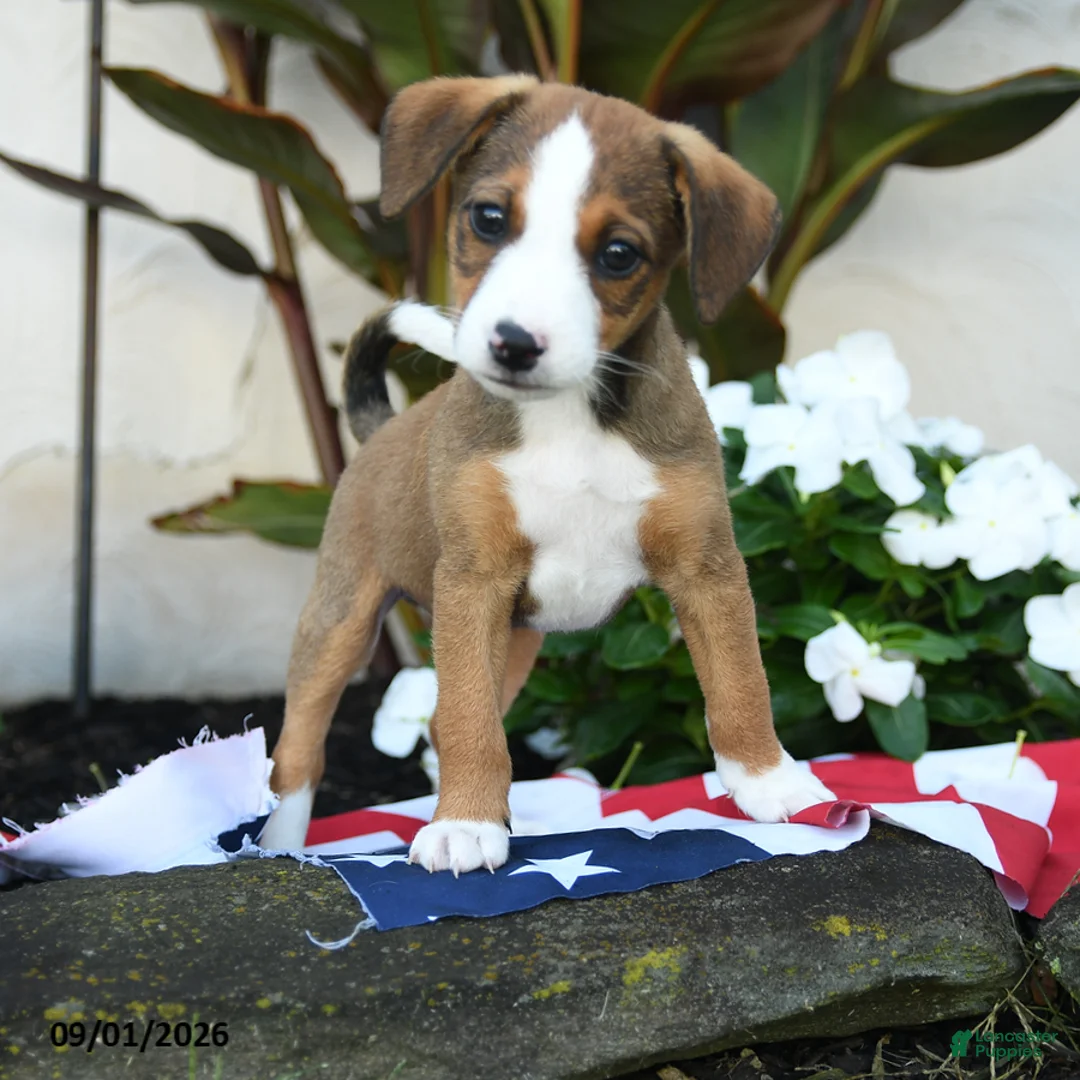 Mixed Breed dogs for sale: Russel - Ad 3