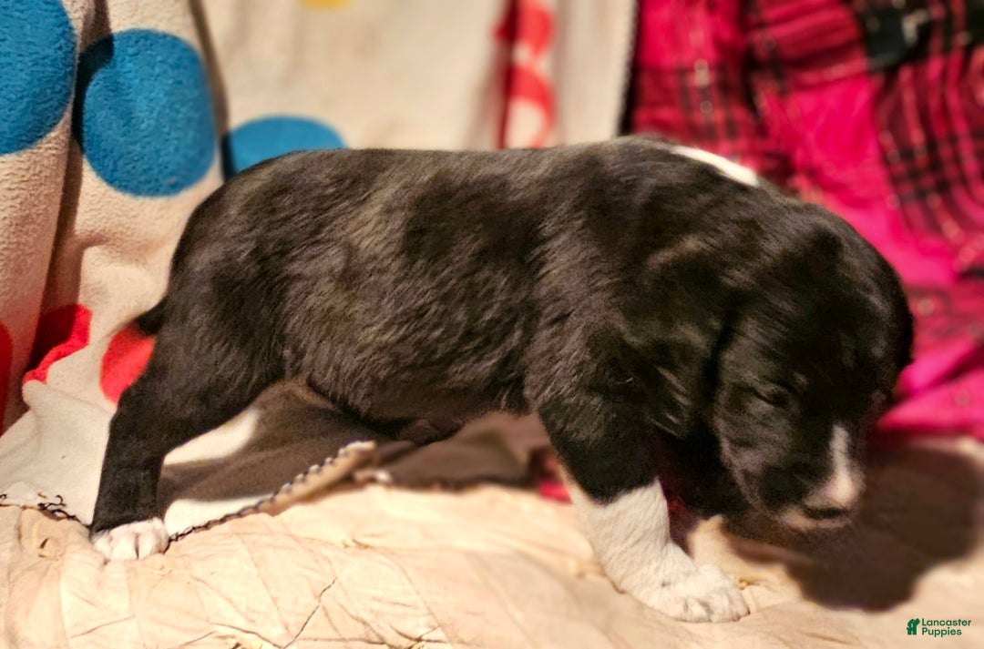 Border Collie dogs for sale: Ice - Ad 5
