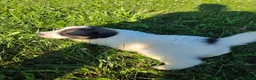Great Pyrenees dogs for sale: Cupid - Ad 4