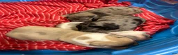 American Bully dogs for sale: American Bully Puppy 3 - Ad 4