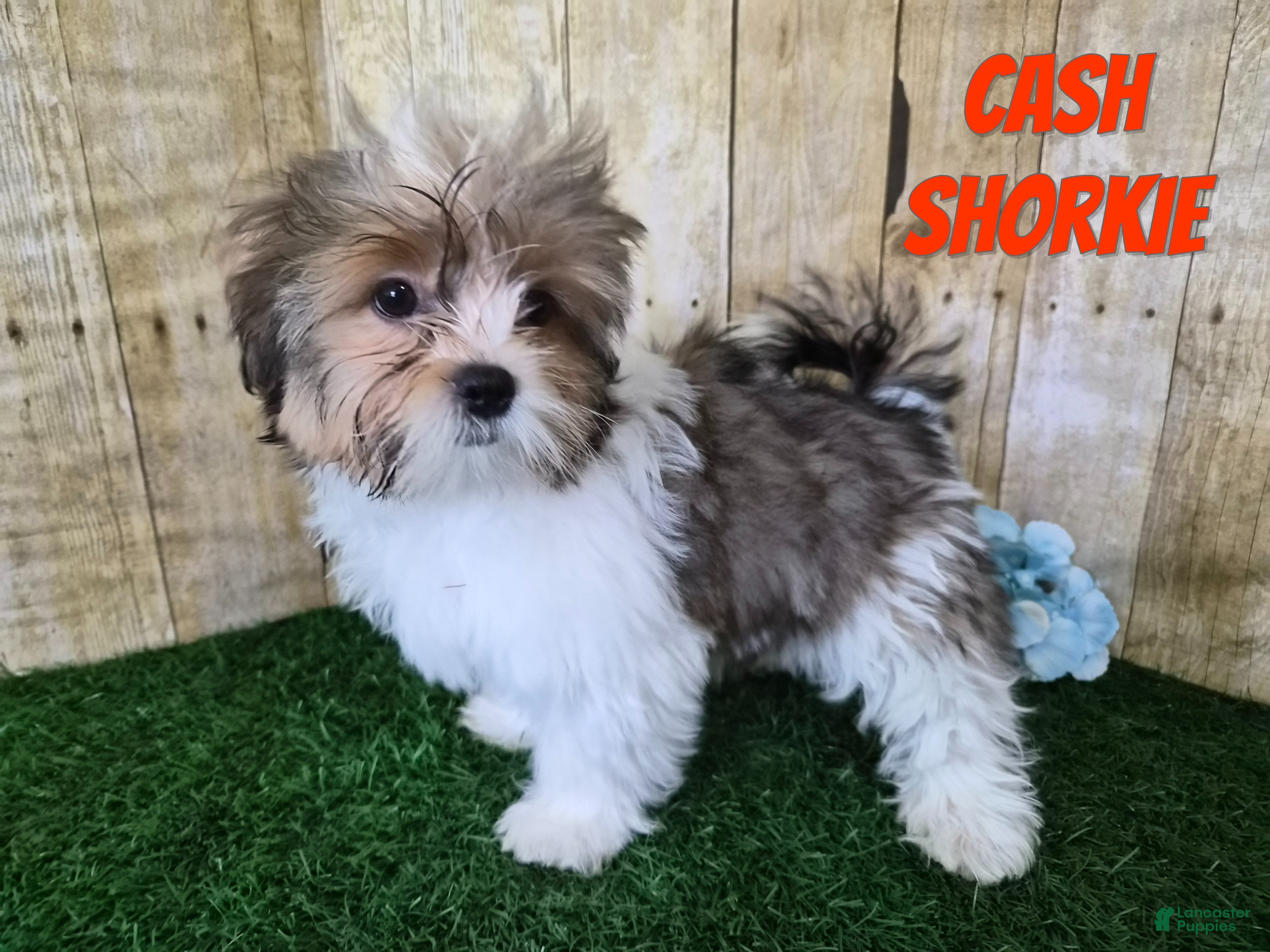 Shorkie dogs Cash - Ad 1
