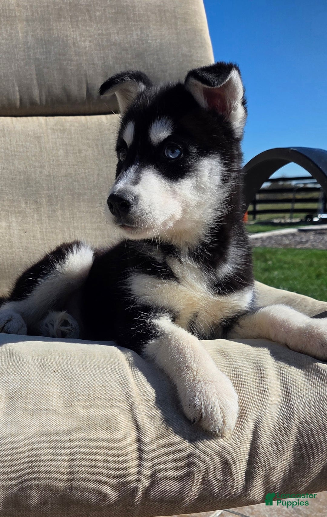 Siberian Husky Puppies for sale in Staten Island, New York