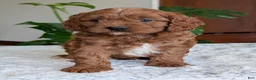 Cavapoo dogs for sale: Jake - Ad 4