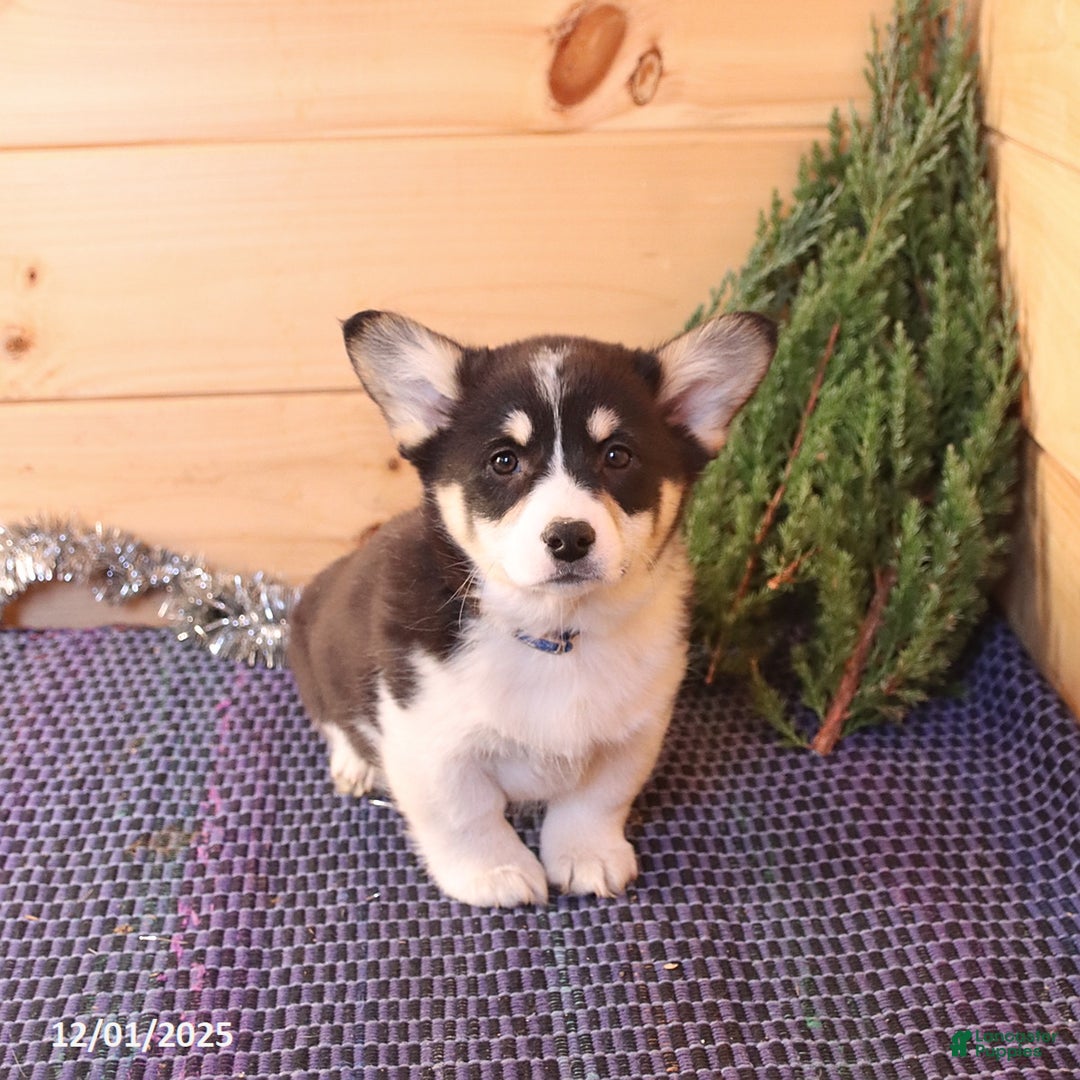 Welsh Corgi Pembroke dogs for sale: Scamp  - Ad 3