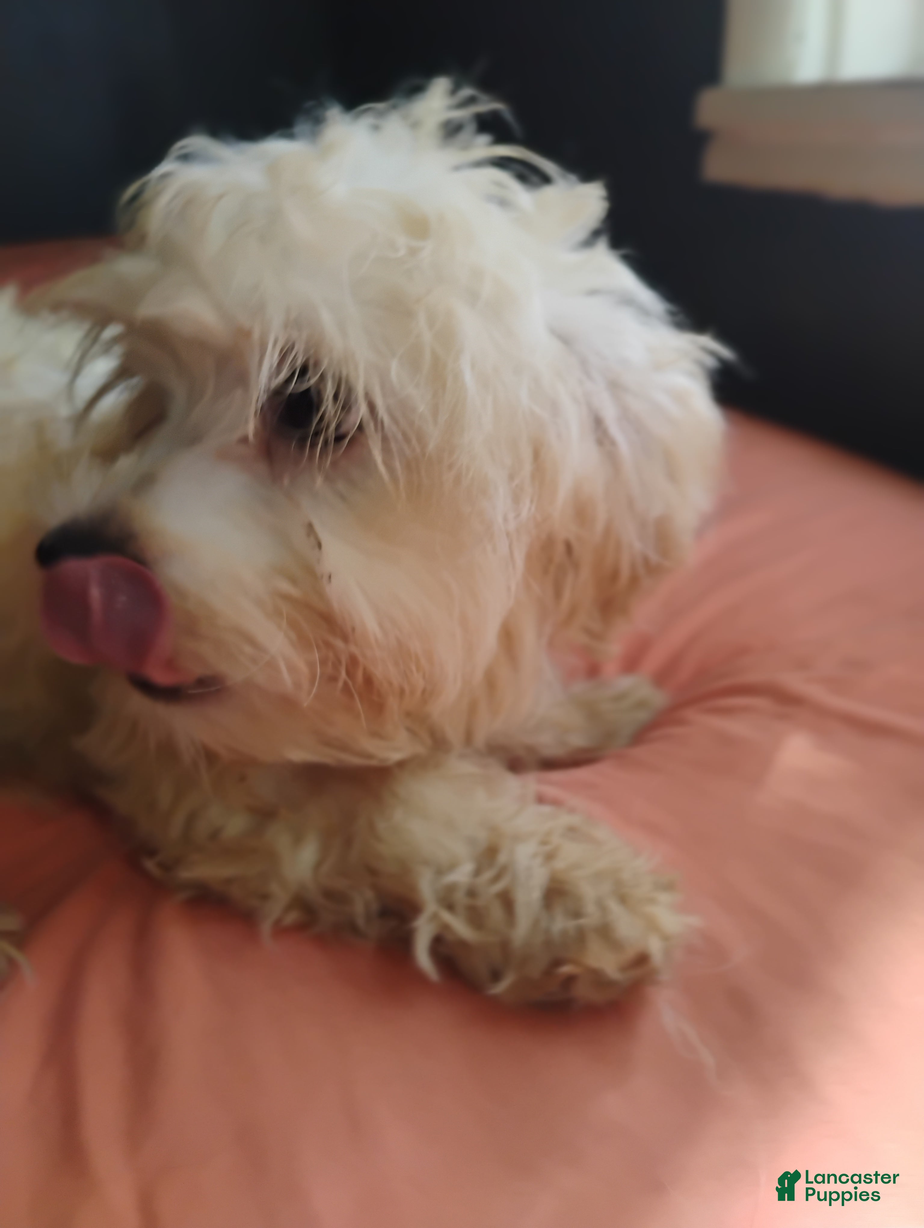 Mixed Breed dogs for sale: Mixed Breed 2 - Ad 3