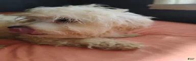 Mixed Breed 2