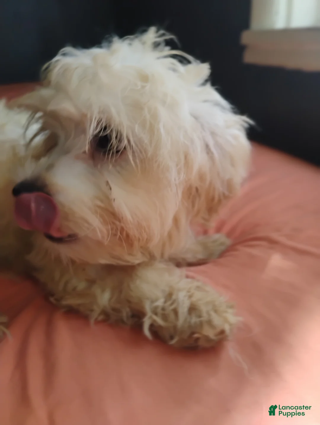 Mixed Breed dogs for sale: Mixed Breed 2 - Ad 1