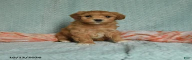 Darla