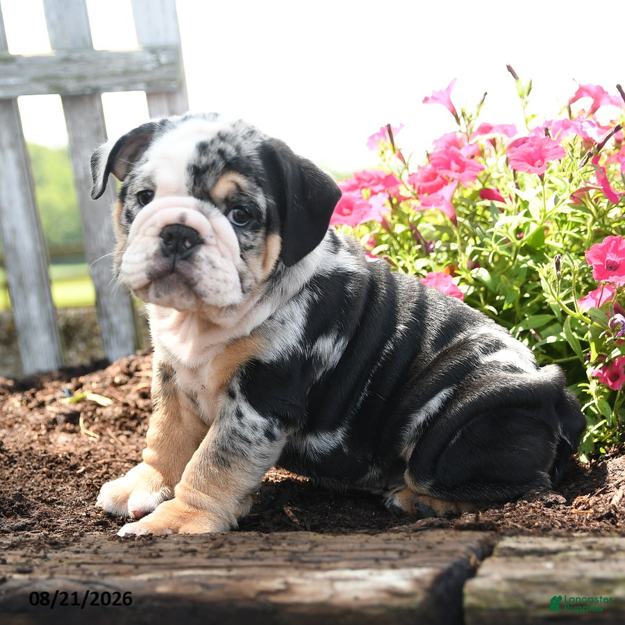 English Bulldog dogs Mervin - Ad 1