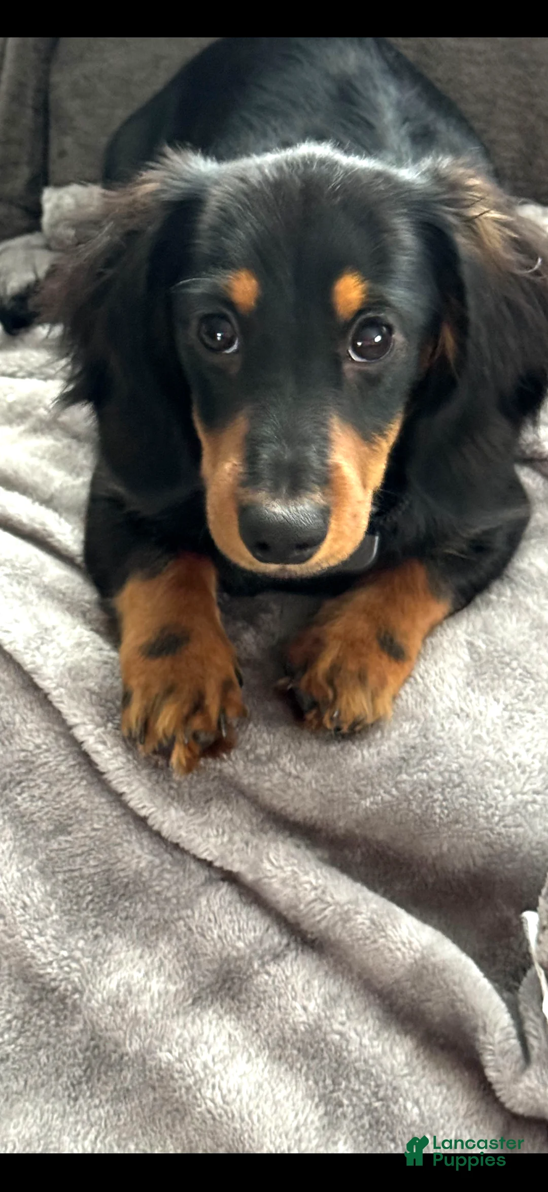 Miniature Dachshund dogs for sale: Miniature Dachshund Puppy 1 - Ad 3