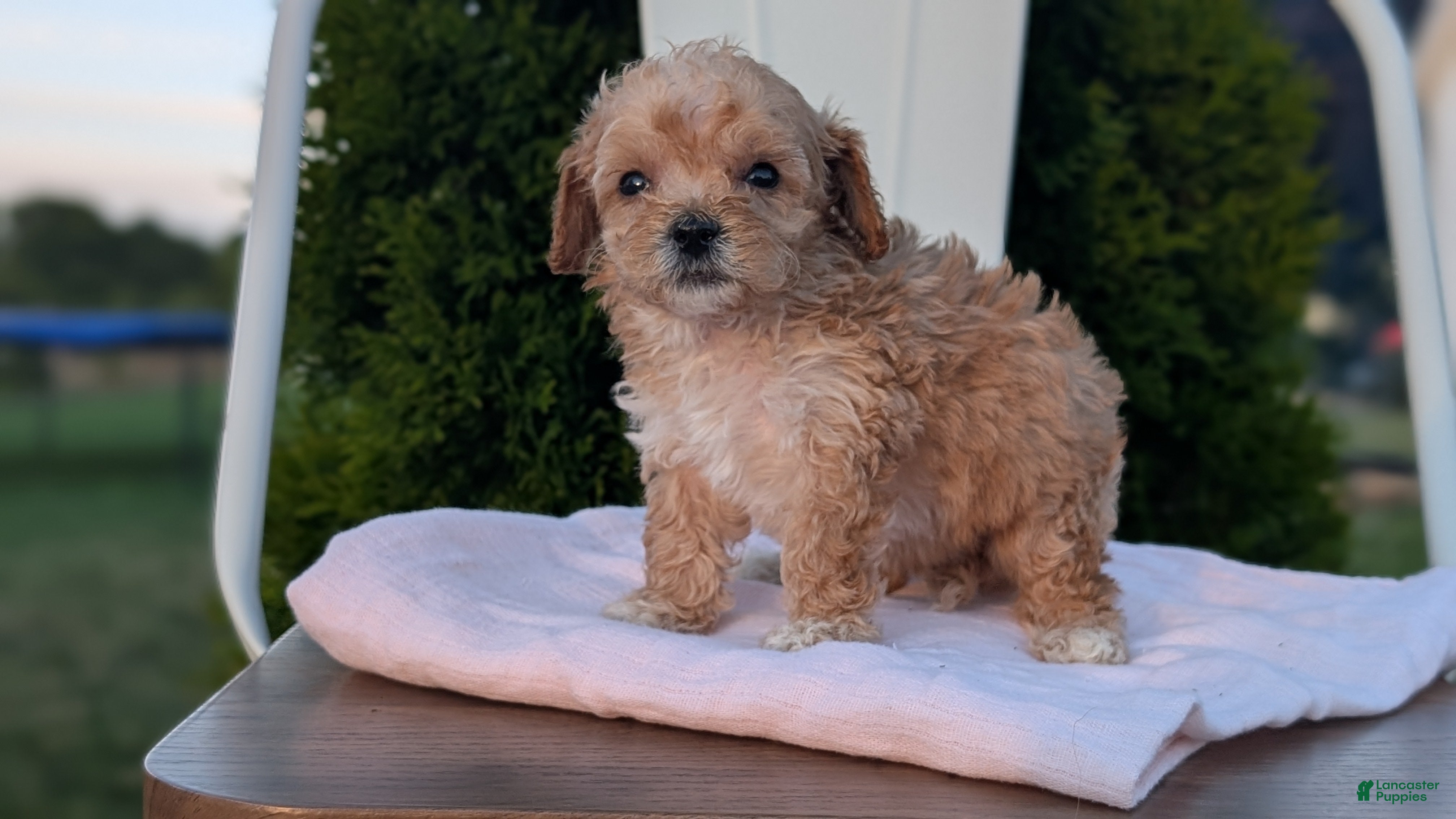 Miniature Poodle dogs Helix  - Ad 2