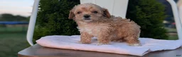 Miniature Poodle dogs for sale: Helix  - Ad 2